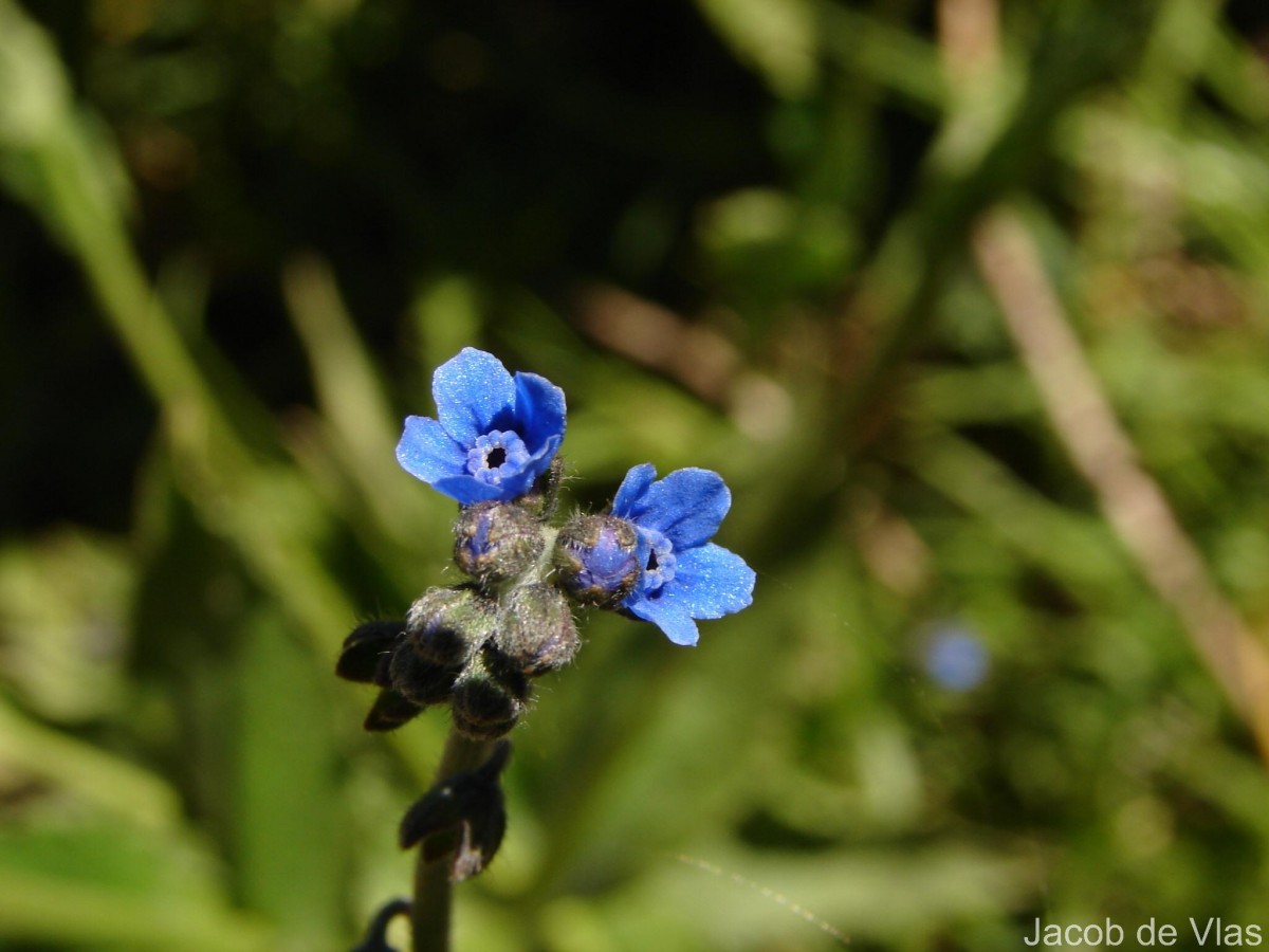 Cynoglossum zeylanicum (Sw. ex Lehm.) Thunb. ex Brand